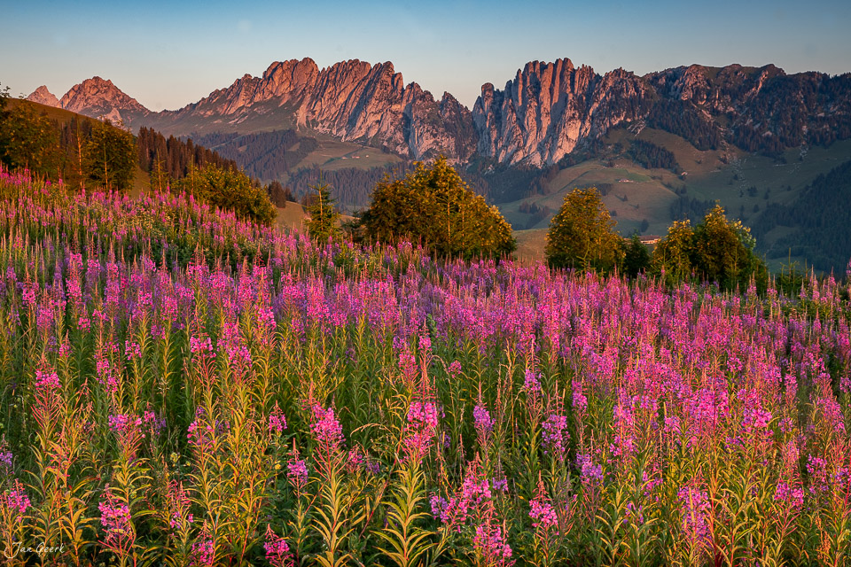 Weidenröschen Blütenfeld am Jaunpass mit Gastlosen Bergpanorama Sommersonnenuntergang Berner Oberland Schweiz Jan Geerk Fotograf Basel