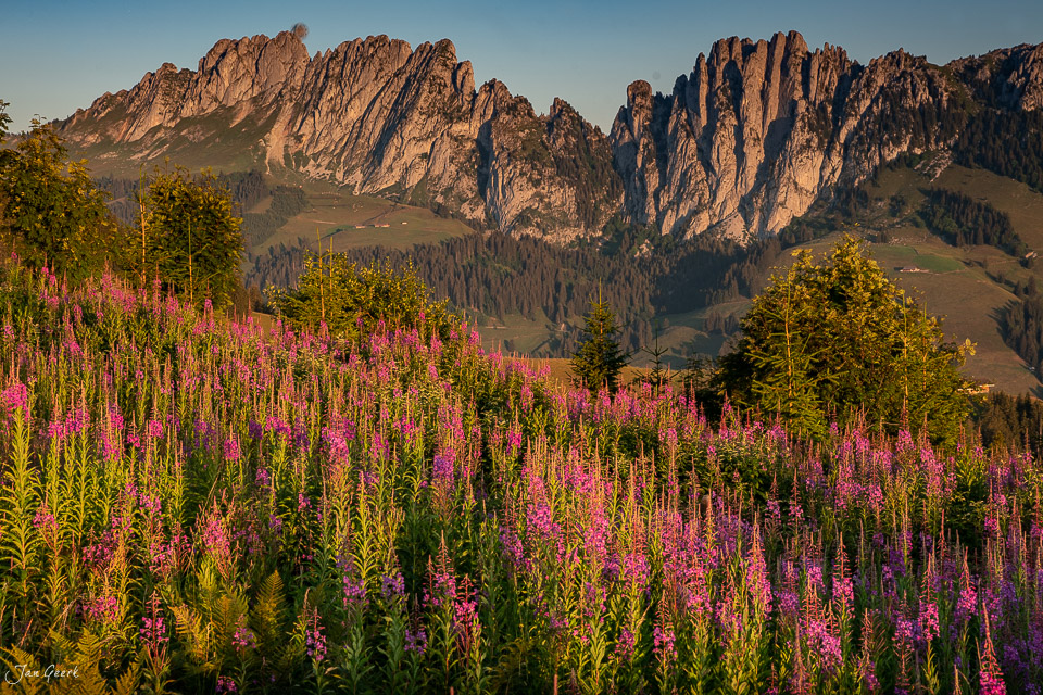 Weidenröschen-Blütenfeld am Jaunpass mit Gastlosen-Felswänden im Sommerlicht, Berner Oberland Schweiz – Jan Geerk Fotograf Basel