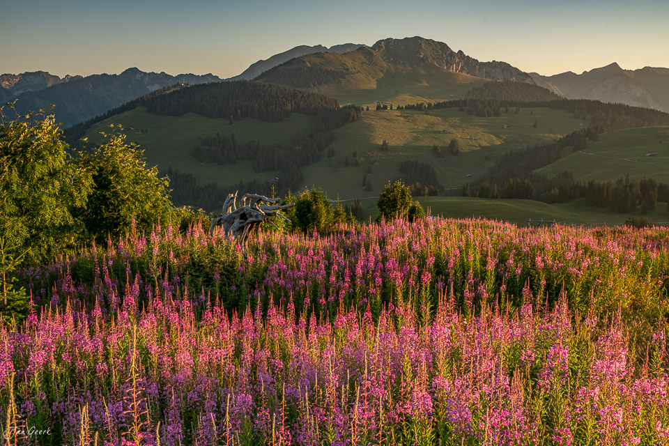 Weidenröschenblüten am Jaunpass mit Bergpanorama bei Sonnenuntergang, Berner Oberland Schweiz – Jan Geerk Fotograf Basel