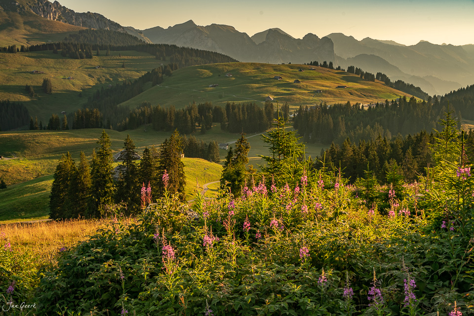 Alpenblumen und Weidenröschen am Jaunpass mit Bergpanorama im Sommerlicht Berner Oberland Schweiz Jan Geerk Fotograf Basel