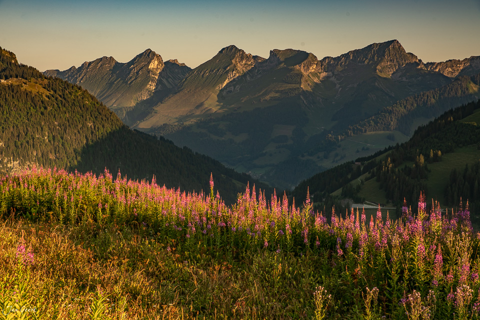 Weidenröschen und Alpenblumen am Jaunpass mit Bergpanorama bei Sonnenaufgang Berner Oberland Schweiz Jan Geerk Fotograf Basel