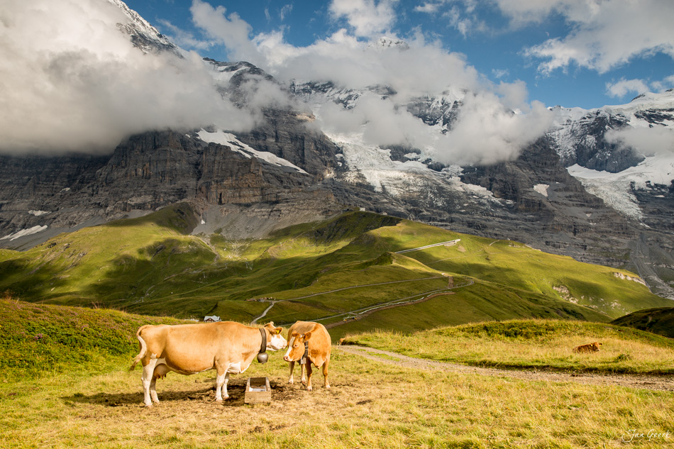 Kühe auf Alpweide mit Blick auf schneebedeckte Berge in Lauterbrunnen im Berner Oberland Schweiz von Jan Geerk Fotograf Basel