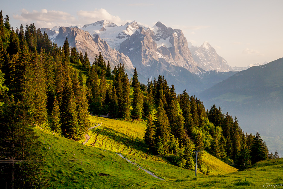 Alpwiese mit Fichten Hasliberg Wellhorn Wetterhorn Sommer Berner Oberland Schweiz Jan Geerk Fotograf Basel