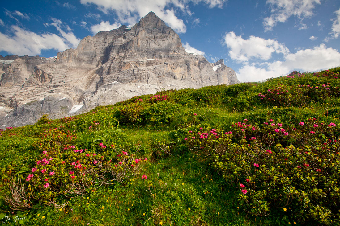 Alpengarten mit Alpenrosen Engelhörner Wellhorn Sommer Meiringen Schweiz Jan Geerk Fotograf Basel