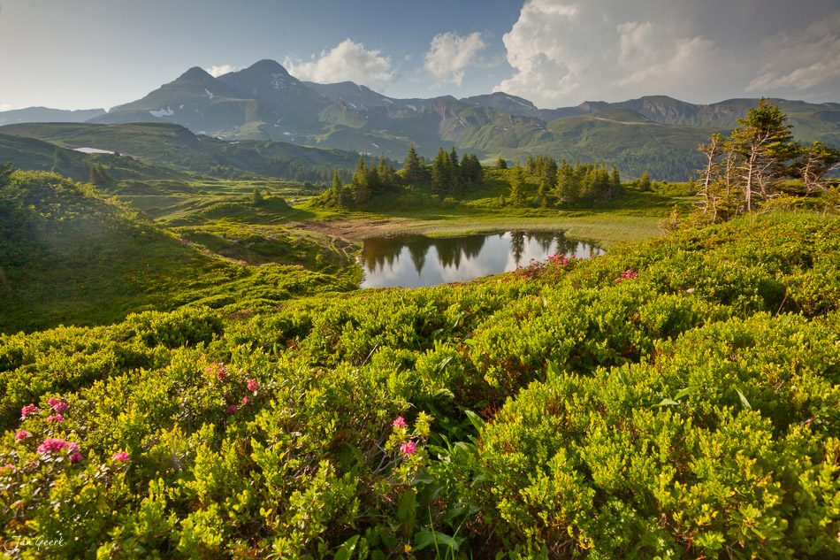 Alpenkräuter und Bergsee Rosenlaui Meiringen Sommerlandschaft Berner Oberland Schweiz Jan Geerk Fotograf Basel