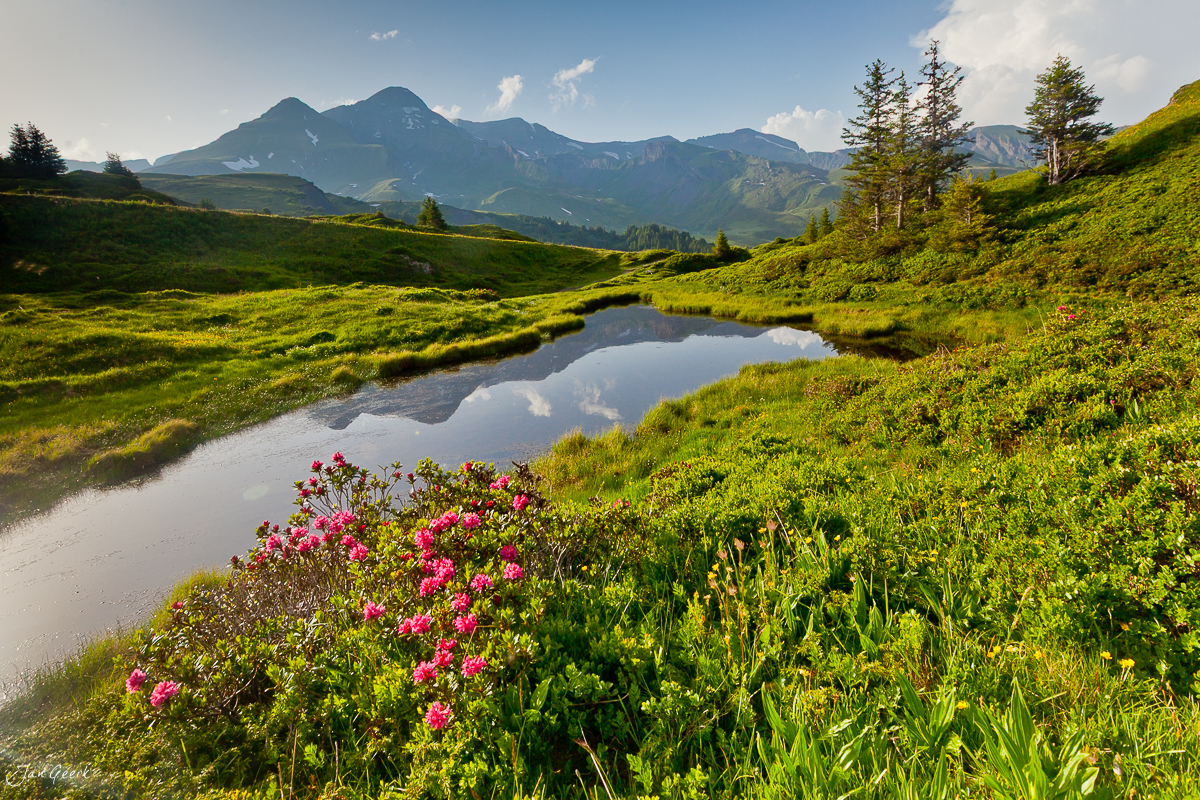 Bergpanorama mit blühendem Alpenrosengarten über Bergsee Rosenlaui Meiringen Sommer Berner Oberland Schweiz Jan Geerk