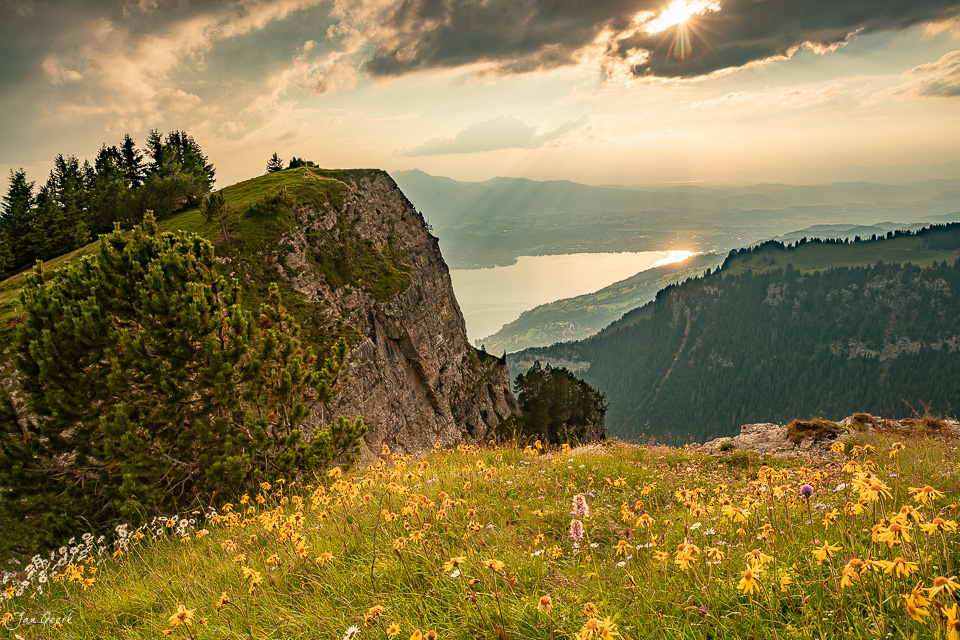Blütenwiese am Niederhorn mit Blick auf Thunersee und Berner Alpen, Sommerlicht, Berner Oberland Schweiz – Jan Geerk Fotograf Basel
