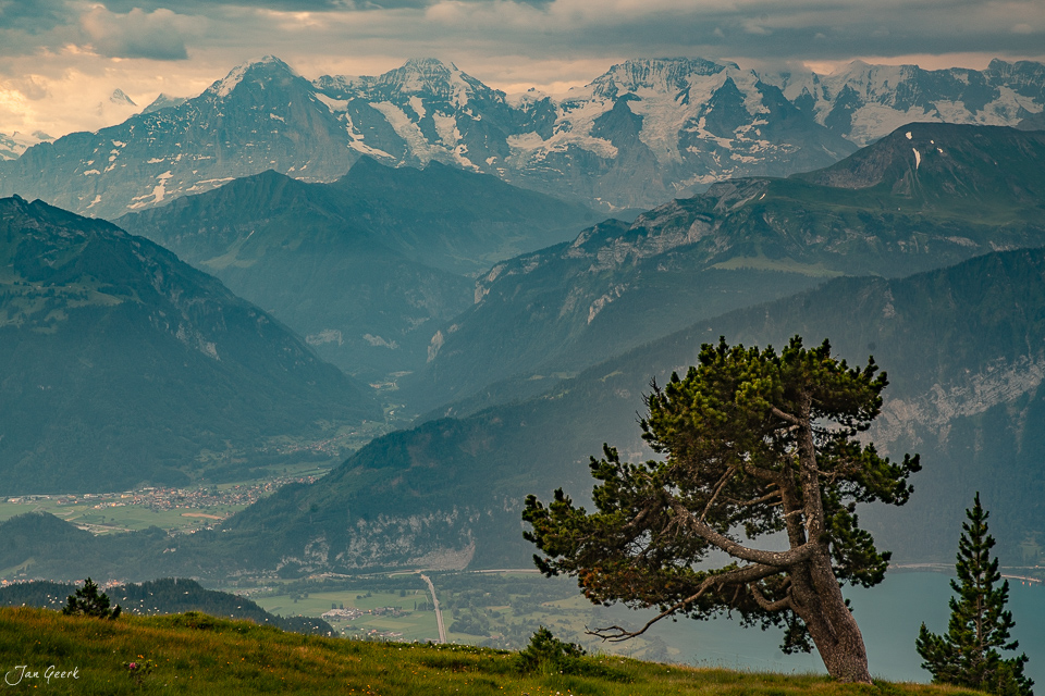 Kiefer am Niederhorn mit Blick auf schneebedeckte Berner Alpen im Sommer, Schweiz – Jan Geerk Fotograf Basel