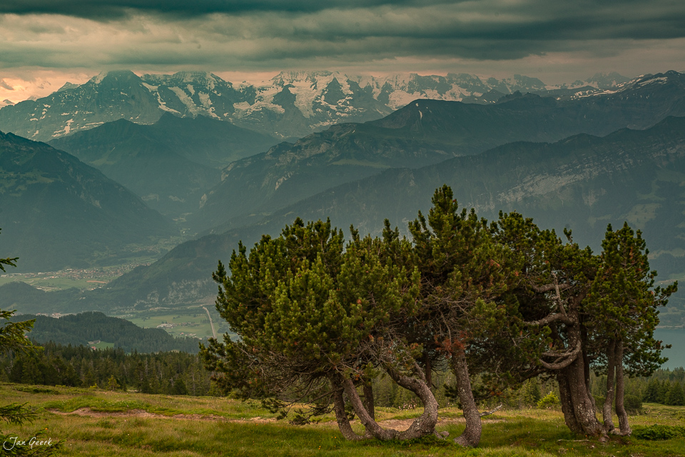 Alte Bäume am Niederhorn mit Blick auf schneebedeckte Berner Alpen im Sommer, Schweiz – Jan Geerk Fotograf Basel