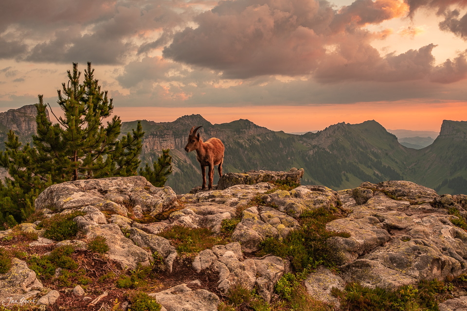 Alpensteinbock auf Felsen mit Blick auf Niederhorn, Eiger und Jungfrau im Berner Oberland bei Sonnenuntergang – Schweiz – Jan Geerk Fotograf Basel
