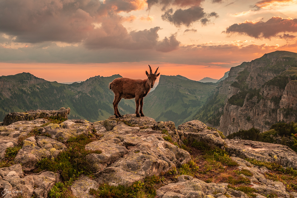 Steingeiss auf Felsen mit Blick ins Justistal während goldener Stunde, Berner Oberland Schweiz – Jan Geerk Fotograf Basel