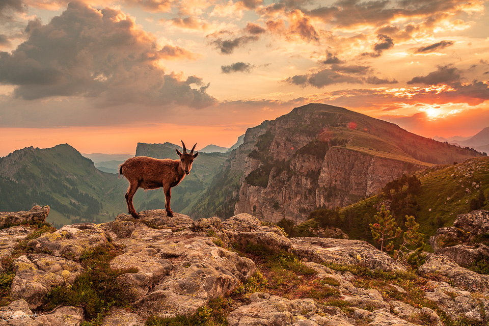 Alpensteinbock auf Felsen mit Blick auf Niederhorn bei Sonnenuntergang, Berner Oberland Schweiz – Jan Geerk Fotograf Basel
