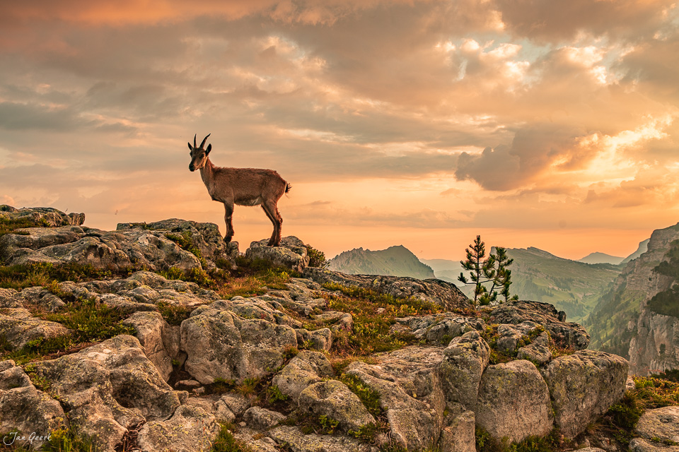 Steingeiss auf Felsen beim Niederhorn Güggisgrat in goldener Sommerstimmung Berner Oberland Schweiz – Jan Geerk Fotograf Basel