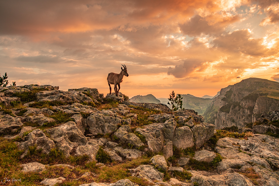 Alpensteingeiss auf felsigen Grat am Niederhorn mit Blick auf Eiger, Jungfrau und Mönch bei goldenem Sonnenuntergang, Berner Oberland Schweiz – Jan Geerk Fotograf Basel
