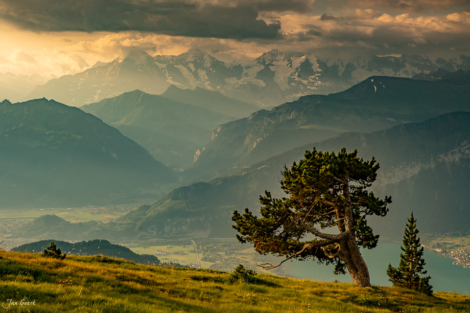 Lärche und Bergpanorama auf dem Niederhorn mit Eiger, Jungfrau und Mönch bei Sommerlicht, Berner Oberland Schweiz – Jan Geerk Fotograf Basel