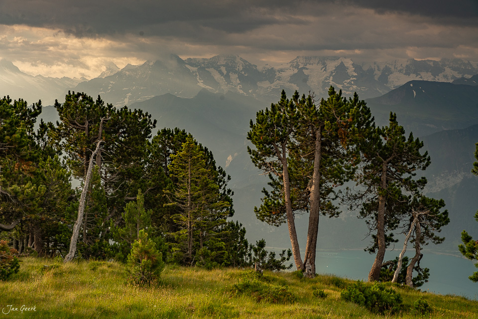 Fichten und Föhren am Niederhorn mit Blick auf Eiger, Jungfrau und Mönch, Sommerstimmung Berner Oberland Schweiz – Jan Geerk Fotograf Basel