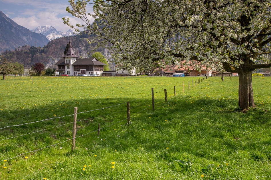 Alpenmattentale mit Blütenbaum und Bergkirche bei Beatenberg, Bergfrühling in den Schweizer Alpen – Jan Geerk Fotograf Basel