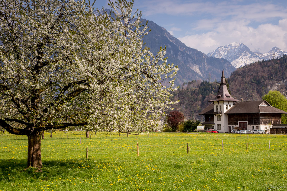 Blühender Obstbaum Niederhorn Frühling Berner Oberland Schweiz Jan Geerk Fotograf Basel