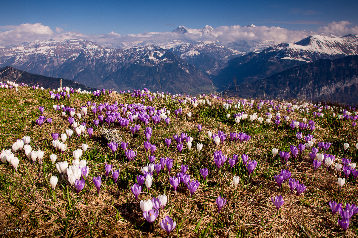 Krokussblüte am Niederhorn mit Blick auf Eiger, Mönch und Jungfrau, Bergfrühling in der Schweiz – Jan Geerk Fotograf Basel