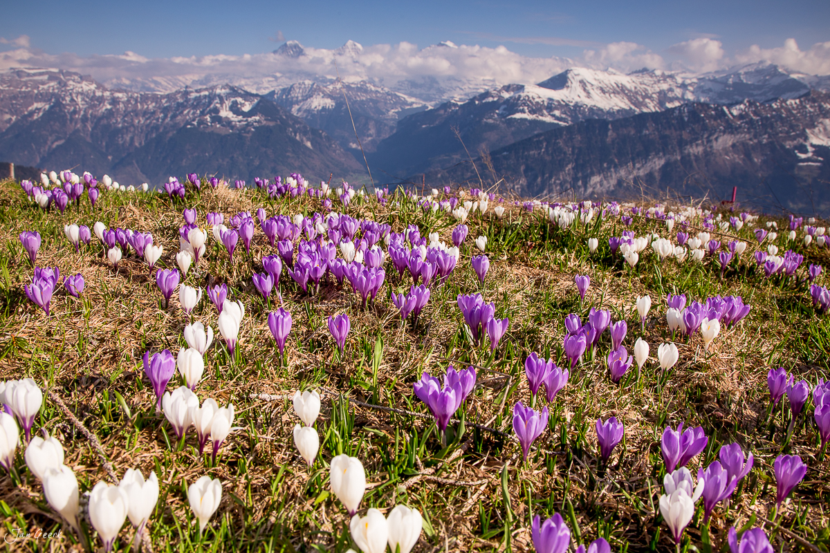 Krokussblüte am Niederhorn mit schneebedeckten Alpen im Hintergrund, Bergfrühling in der Schweiz – Jan Geerk Fotograf Basel