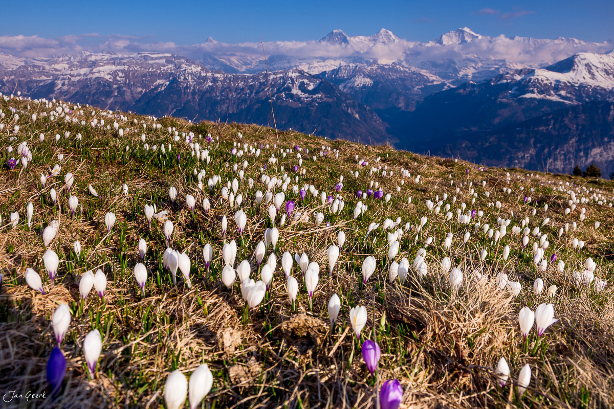 Krokussblüte am Niederhorn mit Blick auf Eiger, Jungfrau und Mönch im Frühling, Berner Oberland Schweiz – Jan Geerk Fotograf Basel