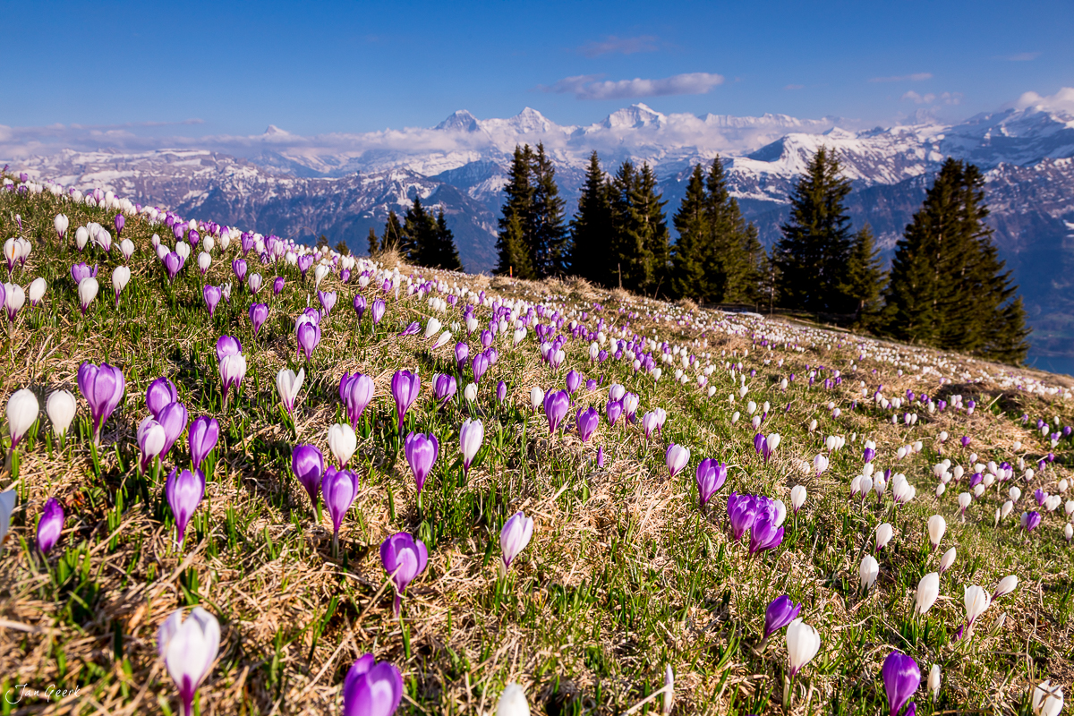 Krokusblüte am Niederhorn mit Blick auf Eiger, Jungfrau und Mönch im Frühling, Berner Oberland Schweiz – Jan Geerk Fotograf Basel