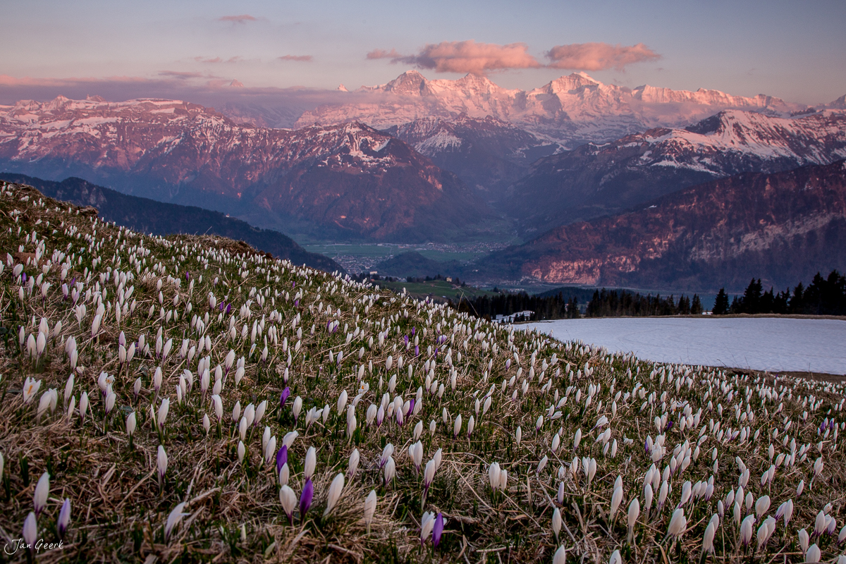 Krokussblüte am Niederhorn mit Blick auf Eiger, Jungfrau und Mönch im Bergfrühling, Berner Oberland Schweiz – Jan Geerk Fotograf Basel