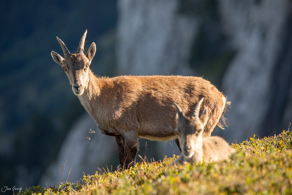 Steinbock auf alpiner Wiese am Niederhorn mit Felswand im Hintergrund, Sommerlicht, Berner Oberland Schweiz – Jan Geerk Fotograf Basel