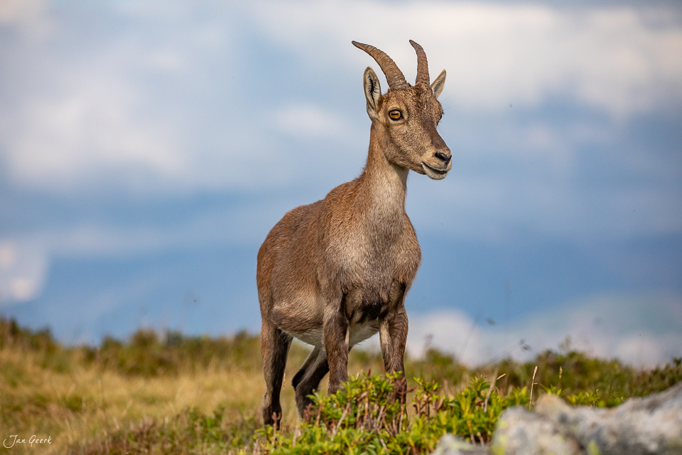 Steinbock am Niederhorn mit Alpenpanorama, Berner Oberland Schweiz – Jan Geerk Fotograf Basel