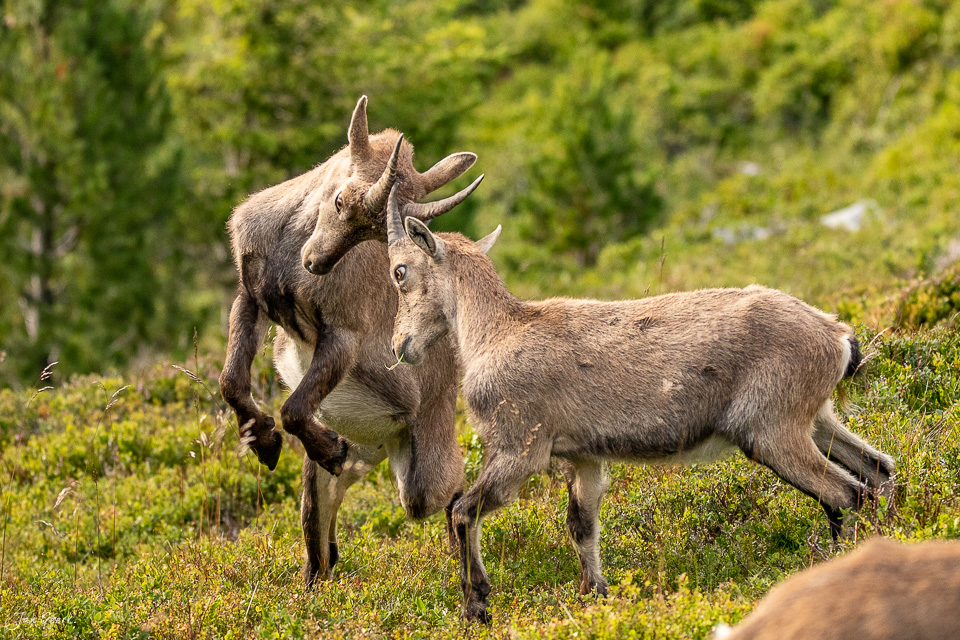 Steinbock und Steingeisse am Niederhorn in den Berner Alpen, Schweiz – Jan Geerk Fotograf Basel