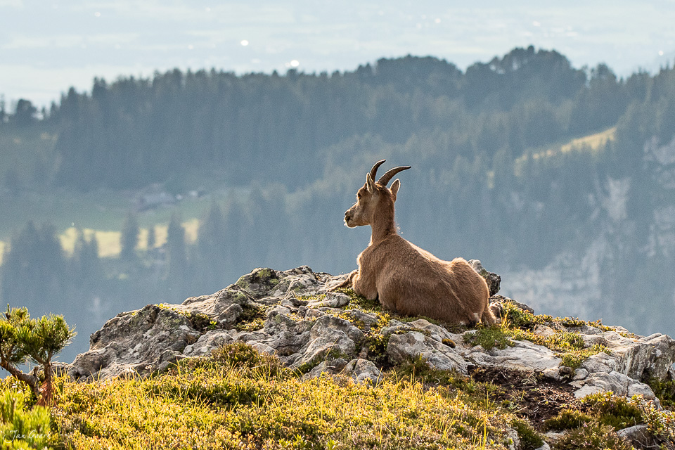 Steinbock auf Felsen am Niederhorn mit Blick auf Berner Oberland Berge Schweiz Jan Geerk Fotograf Basel