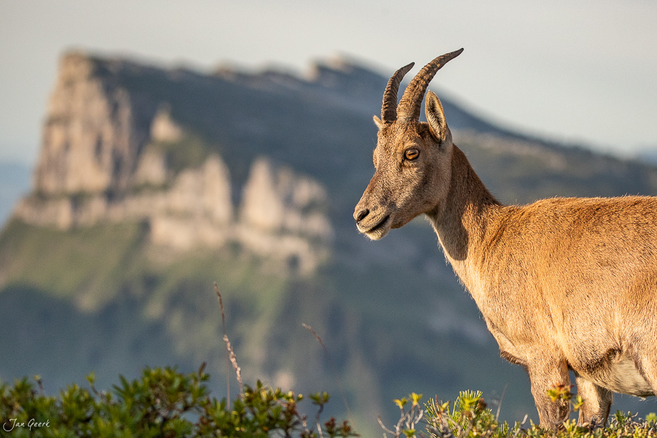 Alpensteinbock vor Felswand am Niederhorn in Schweizer Alpen bei Sonnenaufgang – Jan Geerk Fotograf Basel