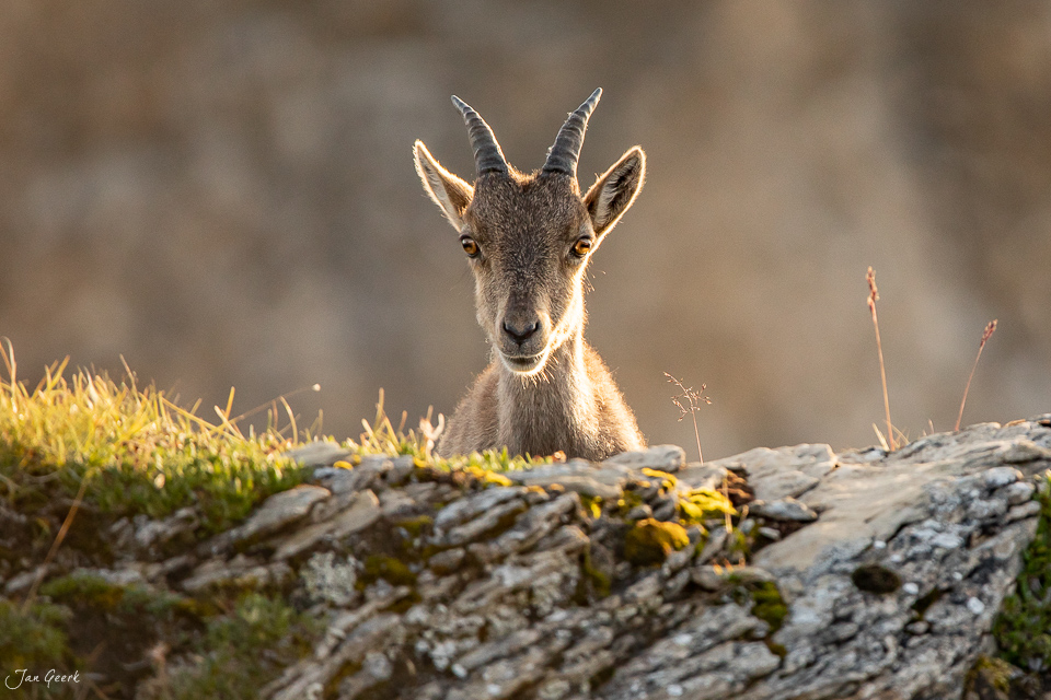 Alpensteinbock am Niederhorn mit Morgenlicht, Berner Oberland Schweiz – Jan Geerk Fotograf Basel