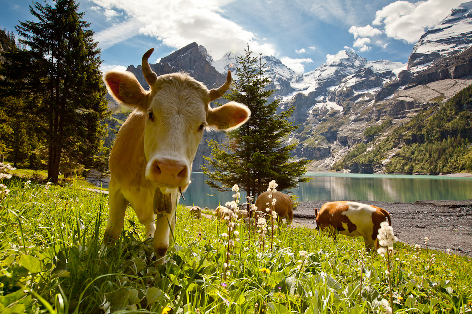 Kühe am Oeschinensee mit Bergpanorama Berner Oberland Schweiz Sommer Jan Geerk Fotograf Basel