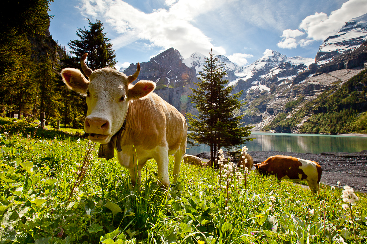 Alpkühe Oeschinensee Sommer Berner Oberland Schweiz Jan Geerk Fotograf Basel