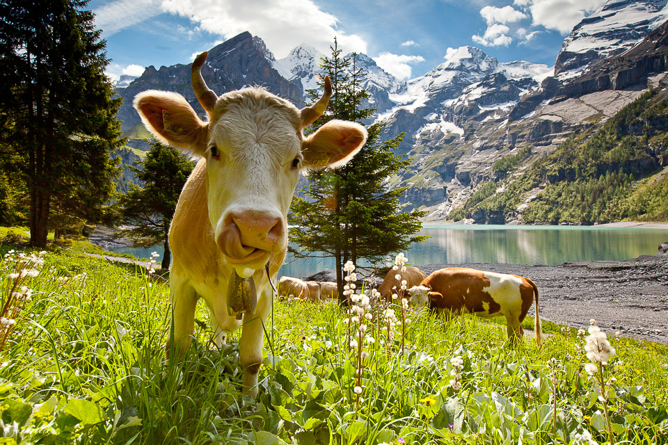 Kuh Oeschinensee Sommer Berner Oberland Schweiz Jan Geerk Fotograf Basel