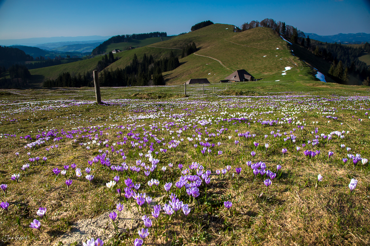 Krokusblüte Rämisgummen Frühling Berner Oberland Schweiz Jan Geerk Fotograf Basel