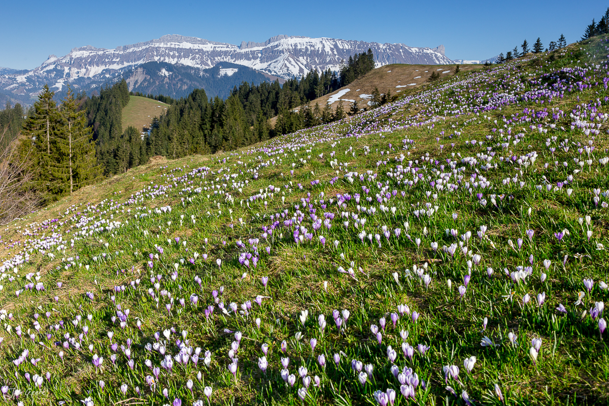 Krokusblüte Rämisgummen Frühling Berner Oberland Schweiz Jan Geerk Fotograf Basel
