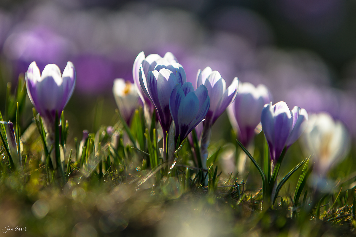 Lila Krokusse Rämisgummen Frühjahrsblüte Berner Oberland Schweiz – Jan Geerk Fotograf Basel