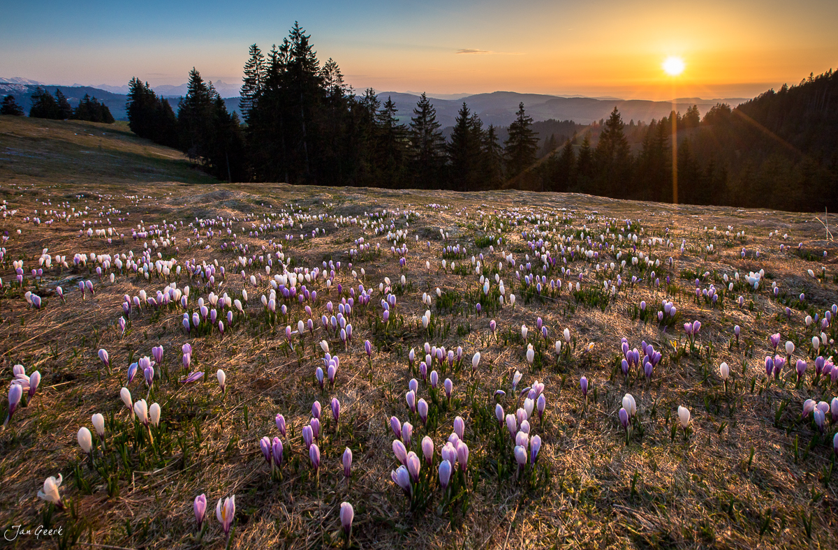 Krokusblüte Rämisgummen Sonnenaufgang Berner Oberland Schweiz Jan Geerk Fotograf Basel