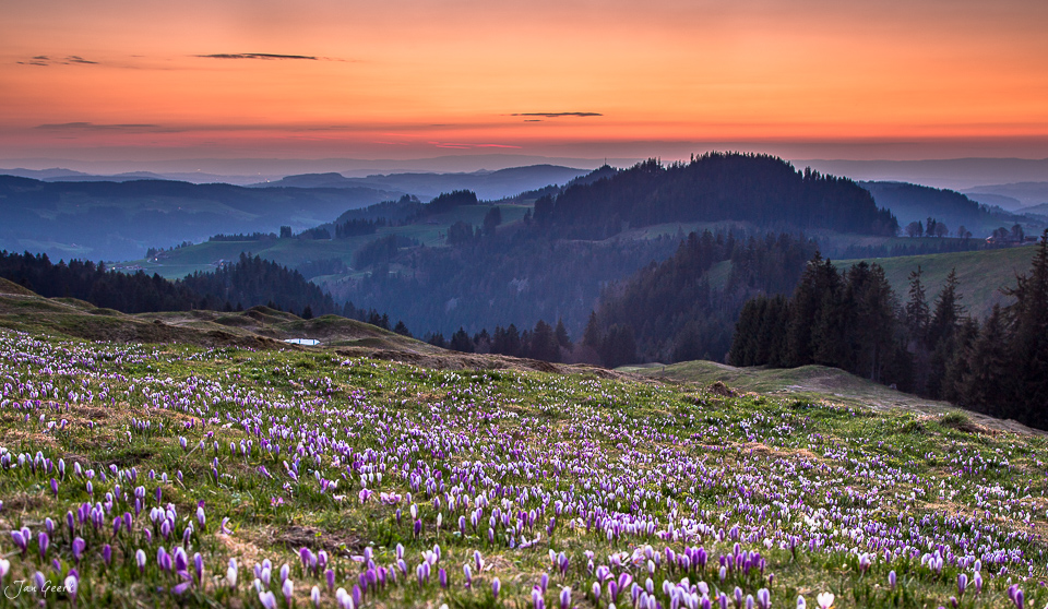 Krokusblüte Rämisgummen Sonnenaufgang Berner Oberland Schweiz Jan Geerk Fotograf Basel