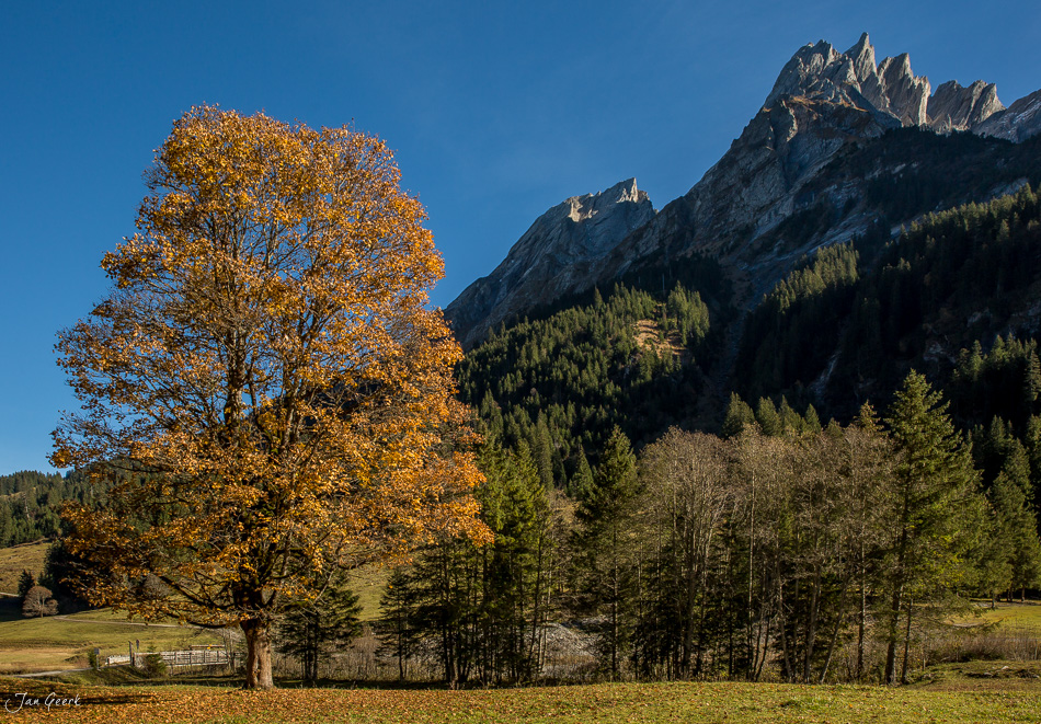 Goldener Bergahorn in Herbstfarben bei Rosenlaui mit Wellhorn und Wetterhorn im Hintergrund, Berner Oberland Schweiz – Jan Geerk Fotograf Basel