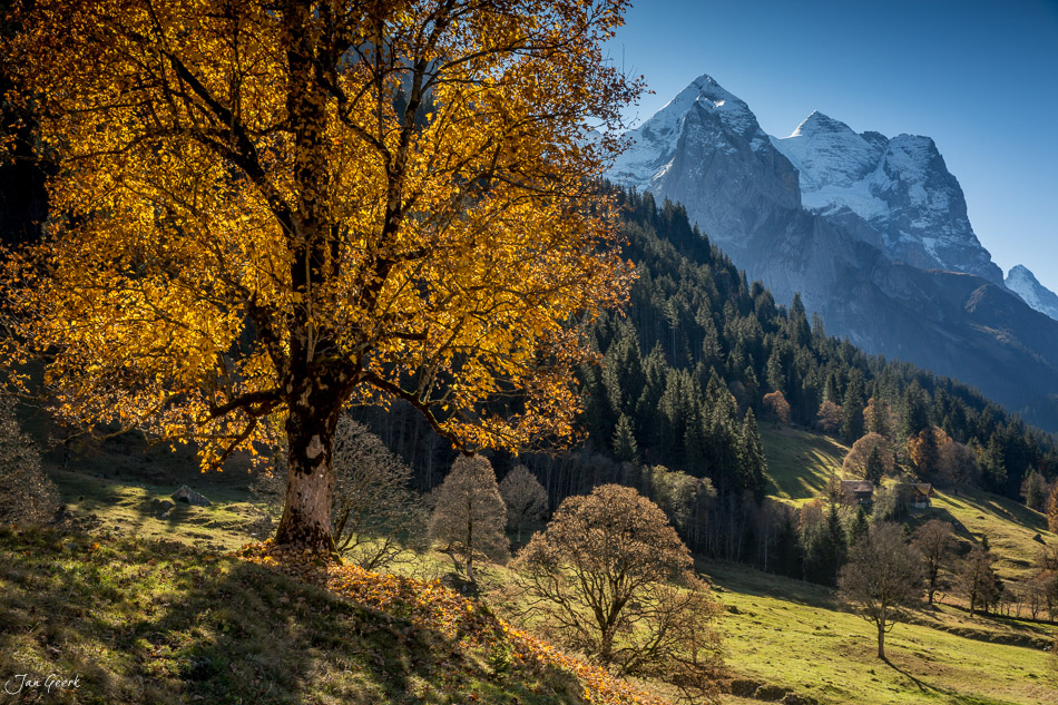 Goldener Bergahorn im Herbst vor dem Wetterhorn in Rosenlaui, Berner Oberland, Schweiz – Jan Geerk Fotograf Basel