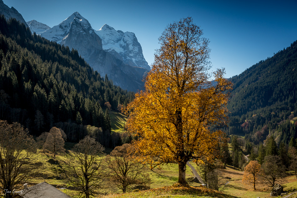 Herbstliche Lärche im Tal von Rosenlaui mit verschneitem Wetterhorn und Eiger, Oktober im Berner Oberland Schweiz – Jan Geerk Fotograf Basel
