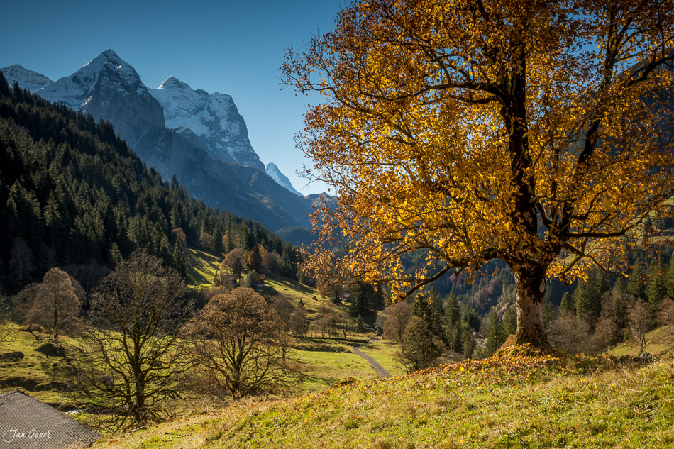 Herbstliche Bergahorn mit Blick auf Eiger und Wellhorn im Rosenlaui Berner Oberland Schweiz – Jan Geerk Fotograf Basel