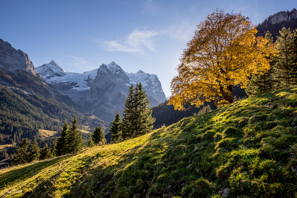 Herbstliche Berglandschaft in Rosenlaui mit goldgelbem Laubbaum, Bergahorn, schneebedeckten Gipfeln und grünen Alpweiden, Berner Oberland Schweiz – Jan Geerk Fotograf Basel