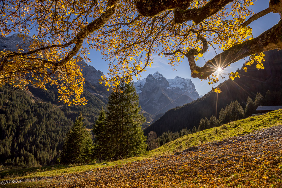Bergahorn mit goldgelben Herbstblättern über alpiner Landschaft in Rosenlaui, Berner Oberland, Schweiz – Jan Geerk Fotograf Basel