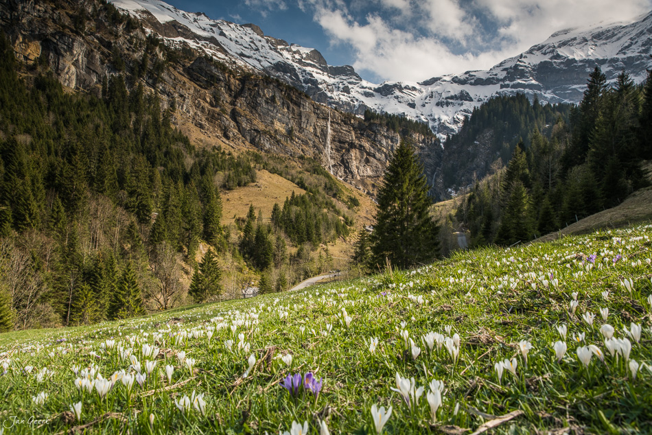 Alpweiden mit Krokussen und schneebedeckte Bergketten im Berner Oberland Schweiz – Jan Geerk Fotograf Basel