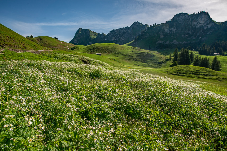Blütenfeld am Seebergsee mit Bergpanorama im Frühling, Berner Oberland Schweiz – Jan Geerk Fotograf Basel
