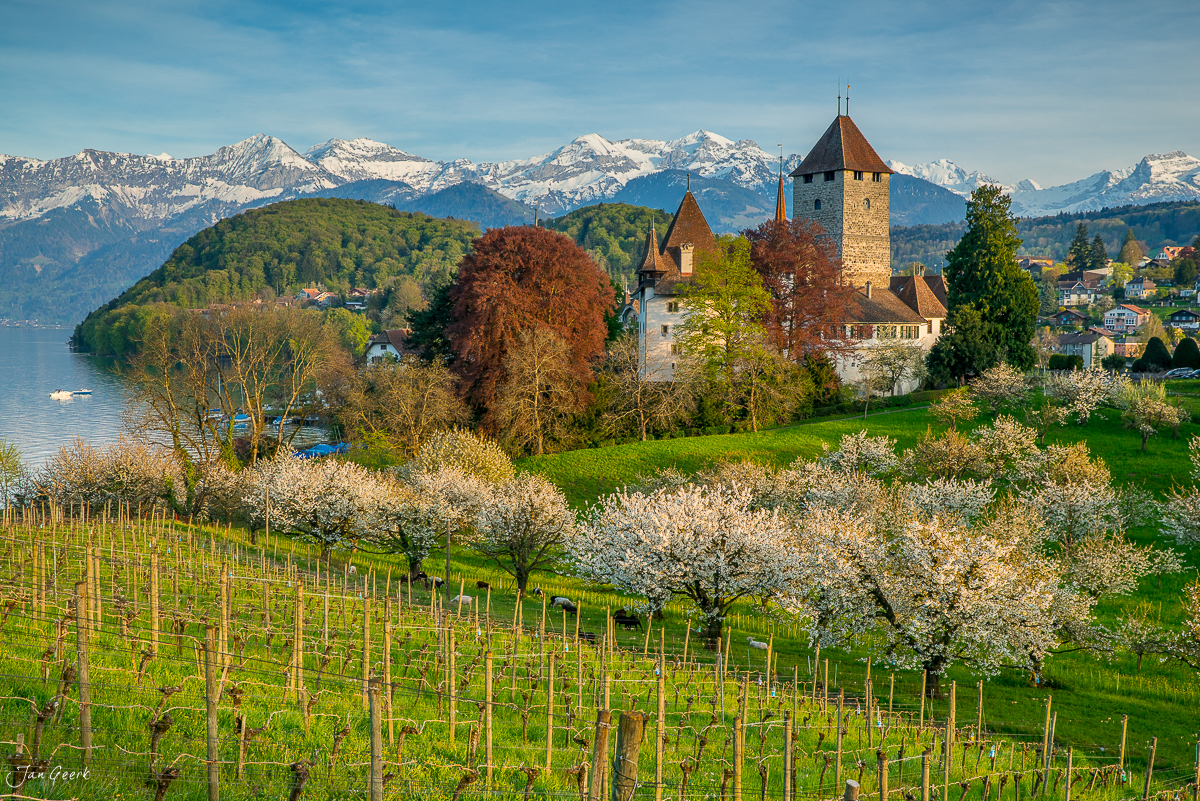 Schloss Spiez mit Kirschblüten im Frühling, Thunersee und schneebedeckte Alpen im Hintergrund, Berner Oberland Schweiz – Jan Geerk Fotograf Basel